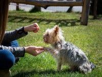 13 Things Why Dog Training Is Important
