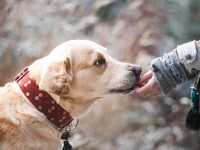 Important Things Every Pet Sitter Should Know
