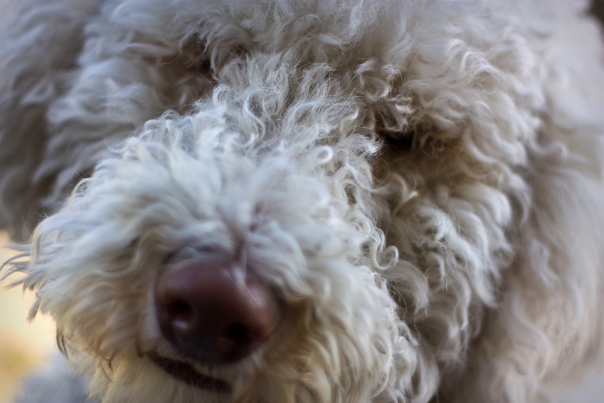 Do Labradoodles Bark A lot? HireRush Blog