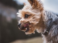 How to Tell if  Yorkie is Purebred