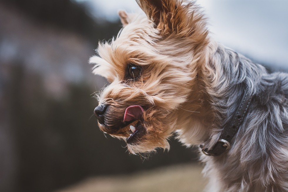 How to Tell if Yorkie is Purebred HireRush Blog