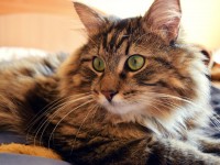 How to Keep Your Home Clean With Indoor Pets: Top 6 Tips