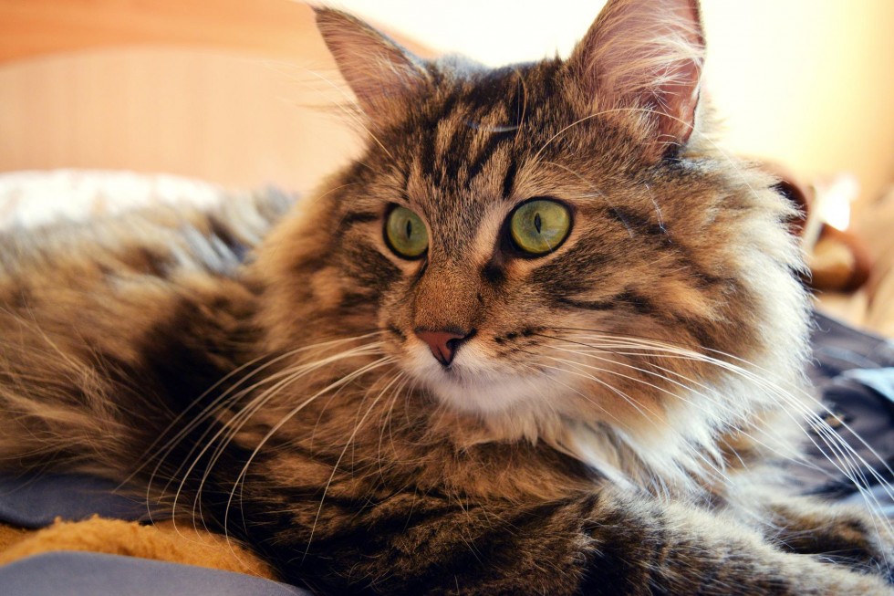 How to Keep Your Home Clean With Indoor Pets Top 6 Tips HireRush Blog