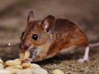 The Pest Whisperer: 6 Expert Strategies to Banish Creepy Critters