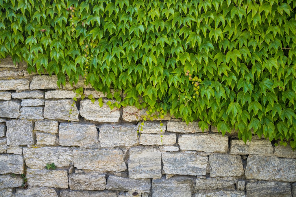 green-leaves-covering-half-stone-wall-diagonally