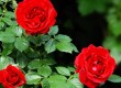 How to plant a rose bush