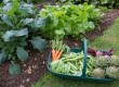 How to start a vegetable garden