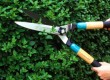 How to trim bushes | timing and technique