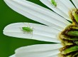 How to get rid of aphids