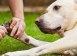 Painless way to trim dog nails (black or white)