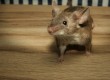 Not wanted! 5 ways to get rid of mice in house
