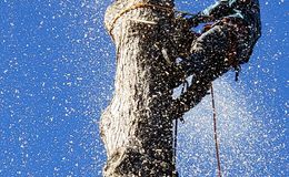 Photo #1: Garcia Professional Tree Service