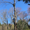 Dirt Cheap Professional Tree Service