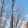Mayans Tree Service