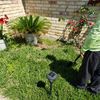 Daniel's  Landscape & Irrigation