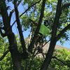 Topher's Tree Trimming, LLC
