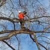 All in one tree service