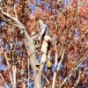Stone's Tree Removal, Landscaping and Hauling