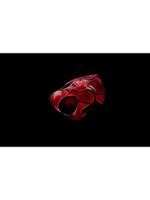 Logo Thunder Cat Cleaning