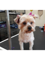 Logo Terry's Pet Grooming