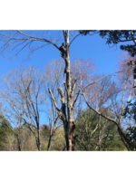 Logo Dirt Cheap Professional Tree Service