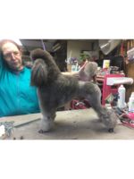 Logo It’s A Dogs Life