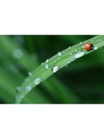 Logo Alfredo's Lawn Services