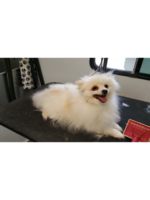 Logo Pet Agree Mobile Dog Grooming