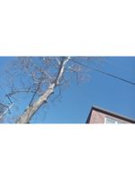 Logo Hopes Tree Service