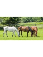 Logo Scenic View Stables