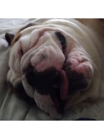 Logo Quality Cleaning Service