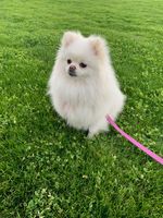 Logo Keke and Fetch Dog Walking and Cat Boarding