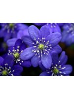 Logo My House Is Clean LLC