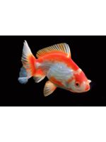 Logo Van Gogh Aquariums