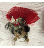 Logo Aly's Hotel for Dogs