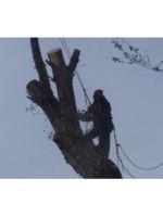 Logo Beaver Tree Services