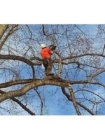 Logo All in one tree service