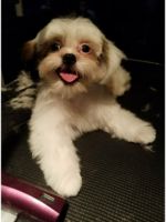 Logo Dog and cat grooming by Esme LLC