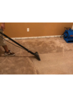 Logo Worry Free Carpet service