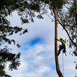 Photo #3: Arborist Now, Inc. 