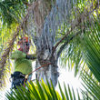 Photo #4: Arborist Now, Inc. 