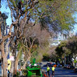 Photo #5: Arborist Now, Inc. 