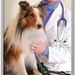 Photo #3: Austin Veterinary Center 