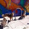 Photo #3: Dog School Austin 
