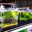 Photo #1: Aqua Forest Aquarium 