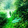 Photo #2: Aqua Forest Aquarium 