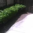 Photo #5: Steven's Gardening Service 