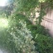 Photo #6: Steven's Gardening Service 