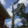 Photo #1: Rivas tree service 