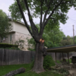 Photo #6: New Image Tree Service